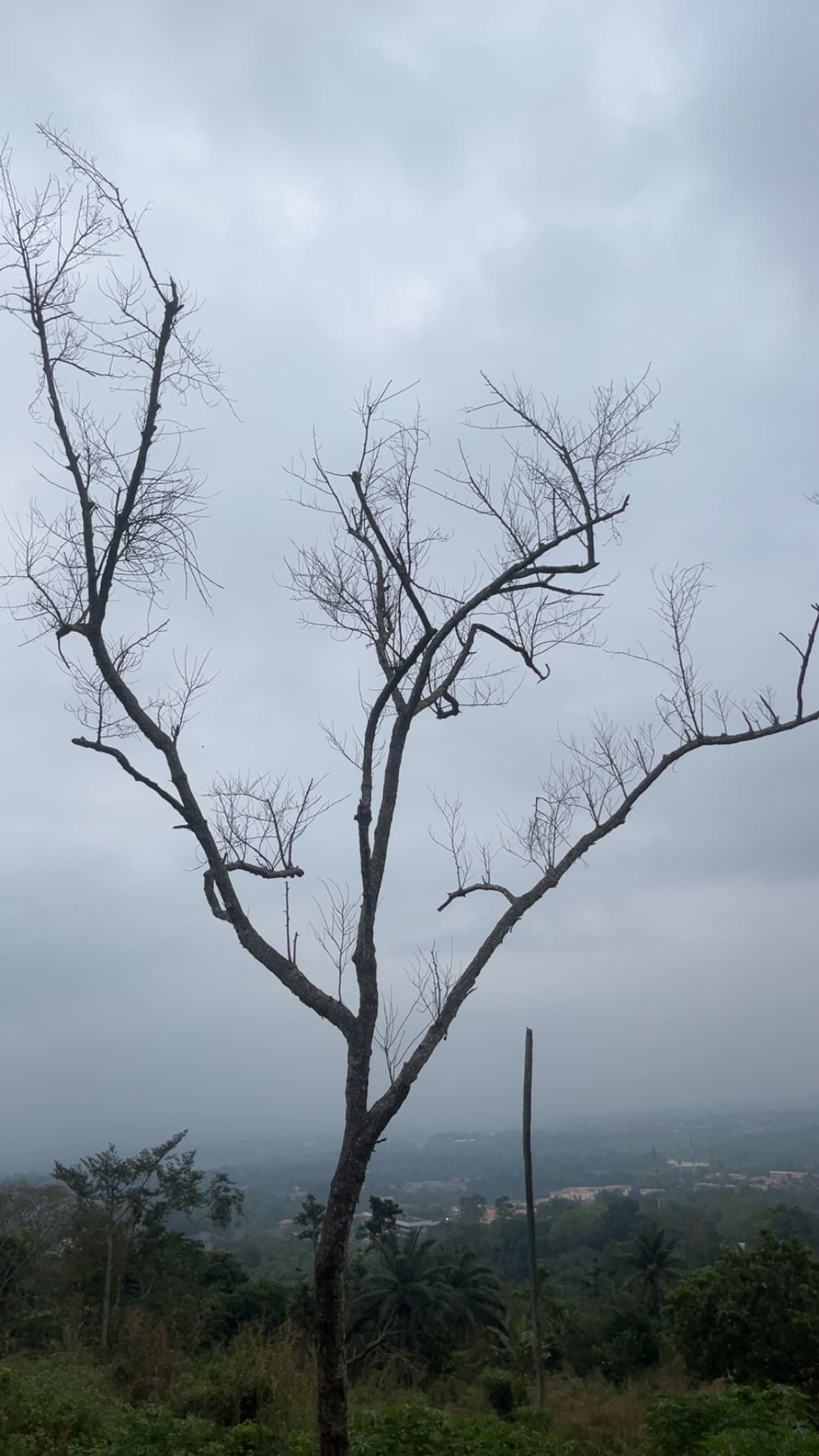 Bare tree silhouette against misty sky