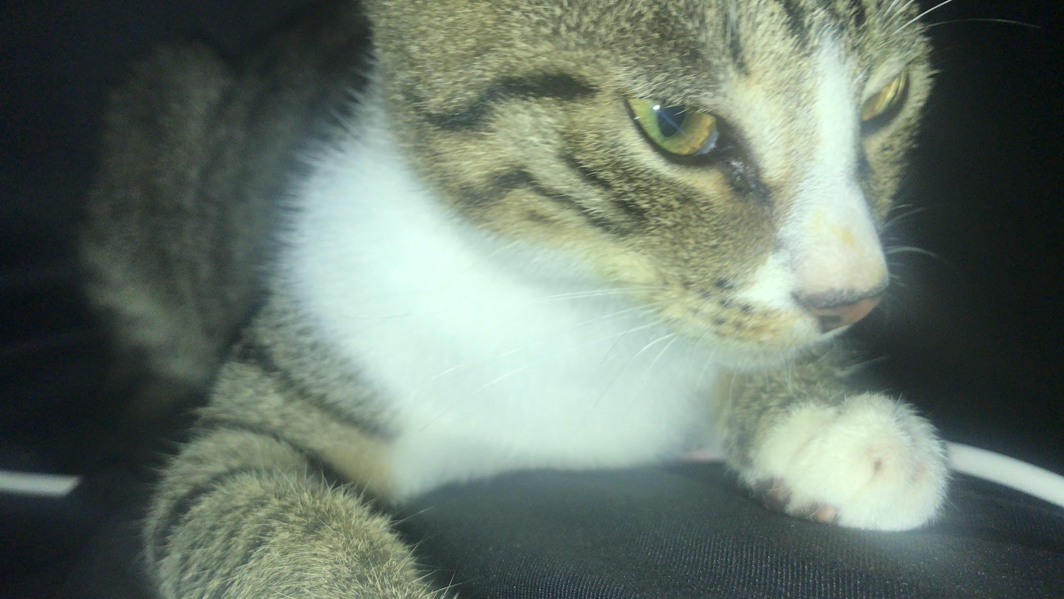 Tabby cat with white chest looking to the side