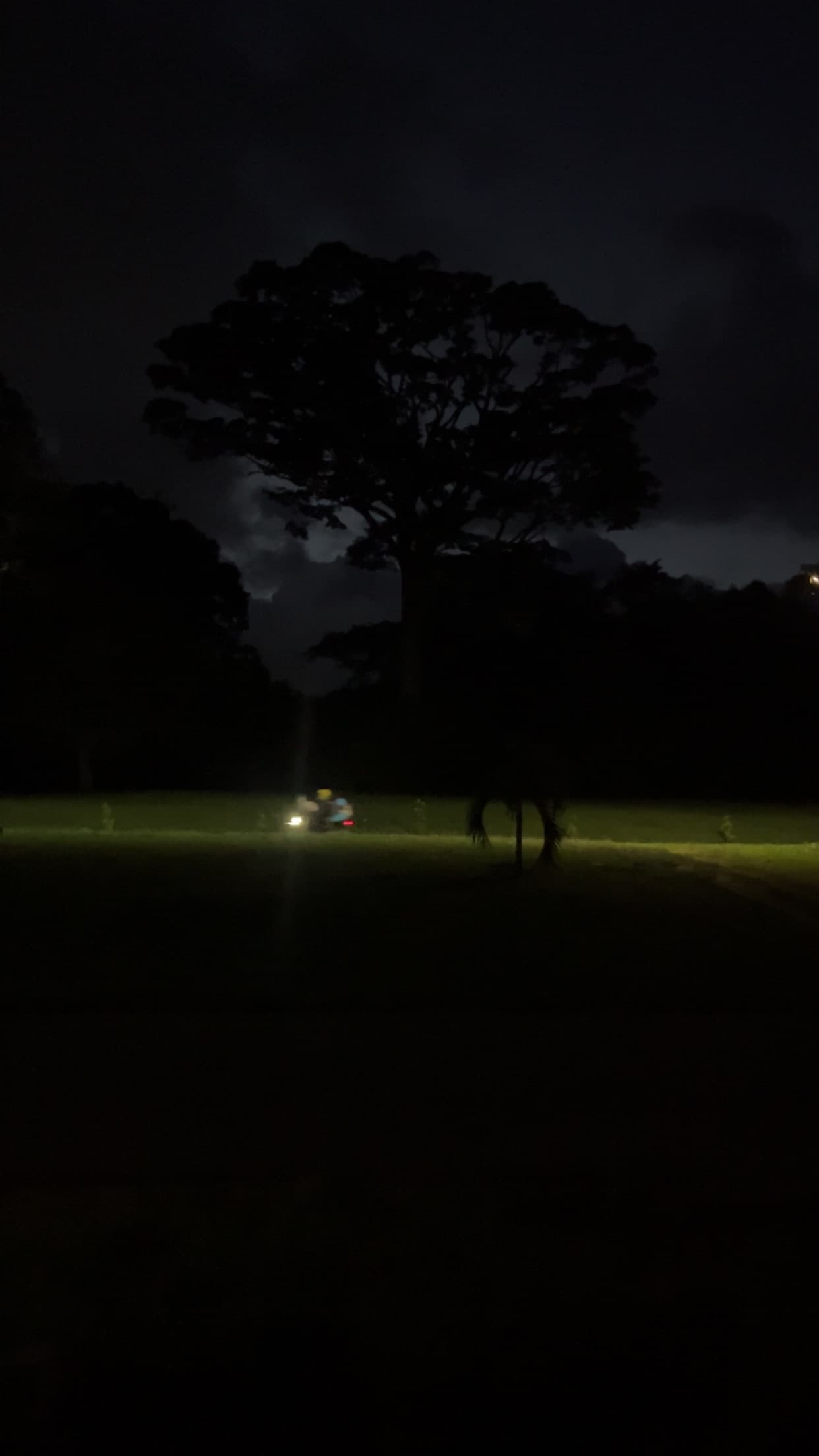 Tree silhouette at night with passing light